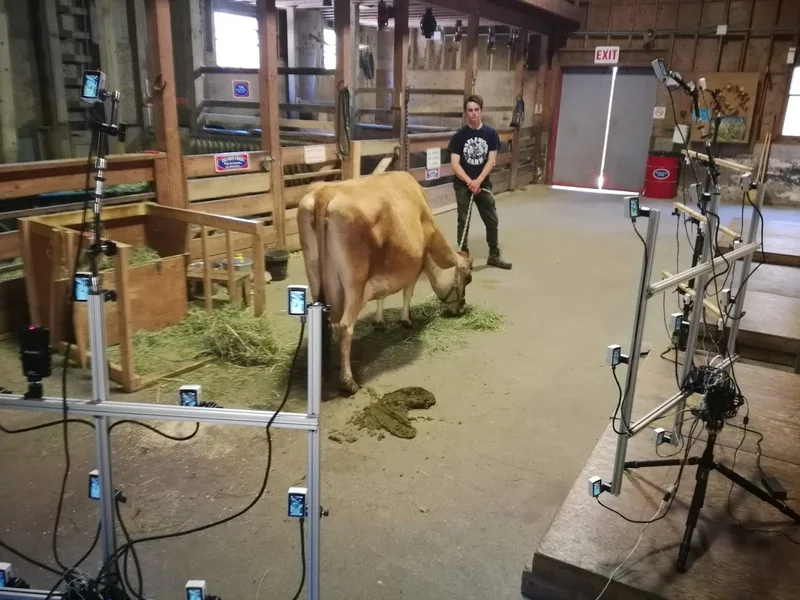 Cow volumetric capture BTS with a person and camera tripods in barn.