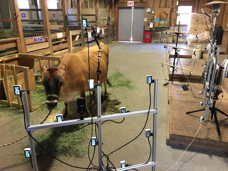 Cow capture in a barn with multiple cameras surrounding the animal.