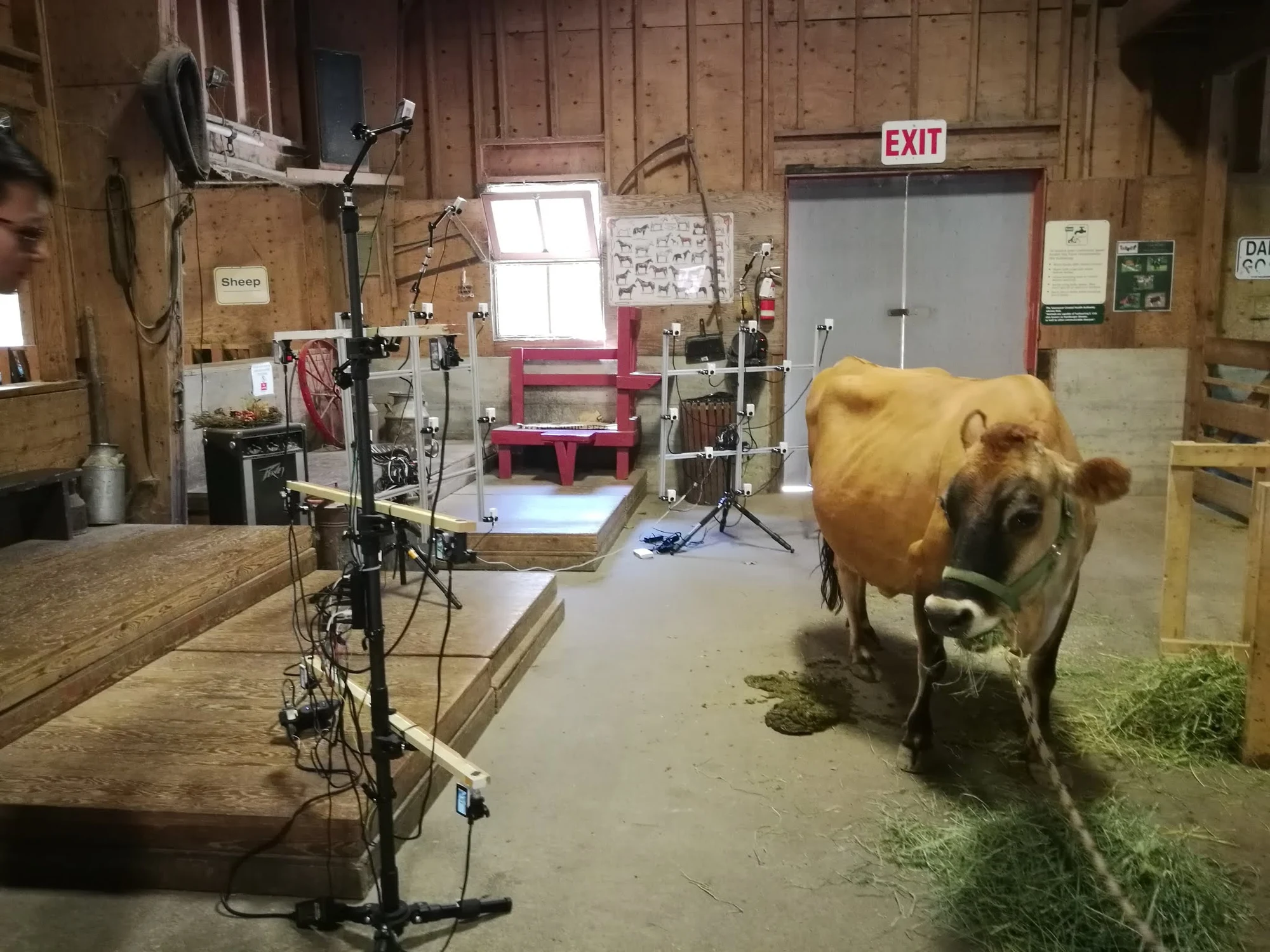 Portable camera array capturing a cow at Maplewood Farm.